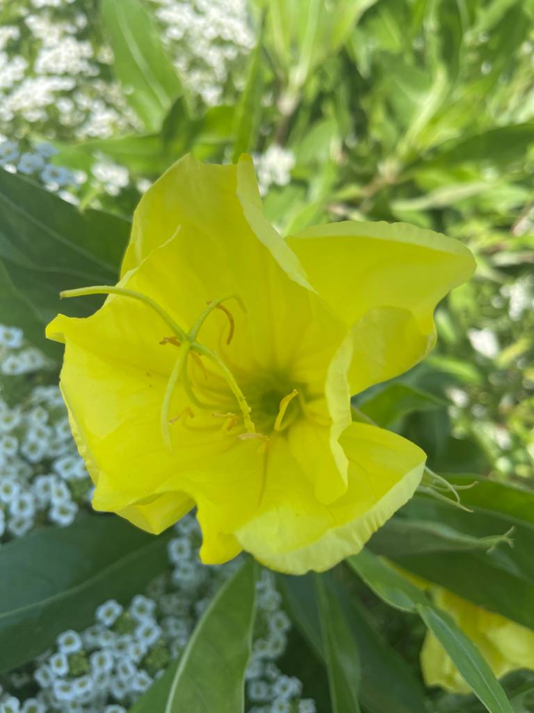 Plant name: Missouri Evening Primrose Oenothera macrocarpa 